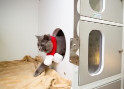 Amber Cat Ward 5