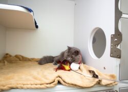 Amber Cat Ward 6