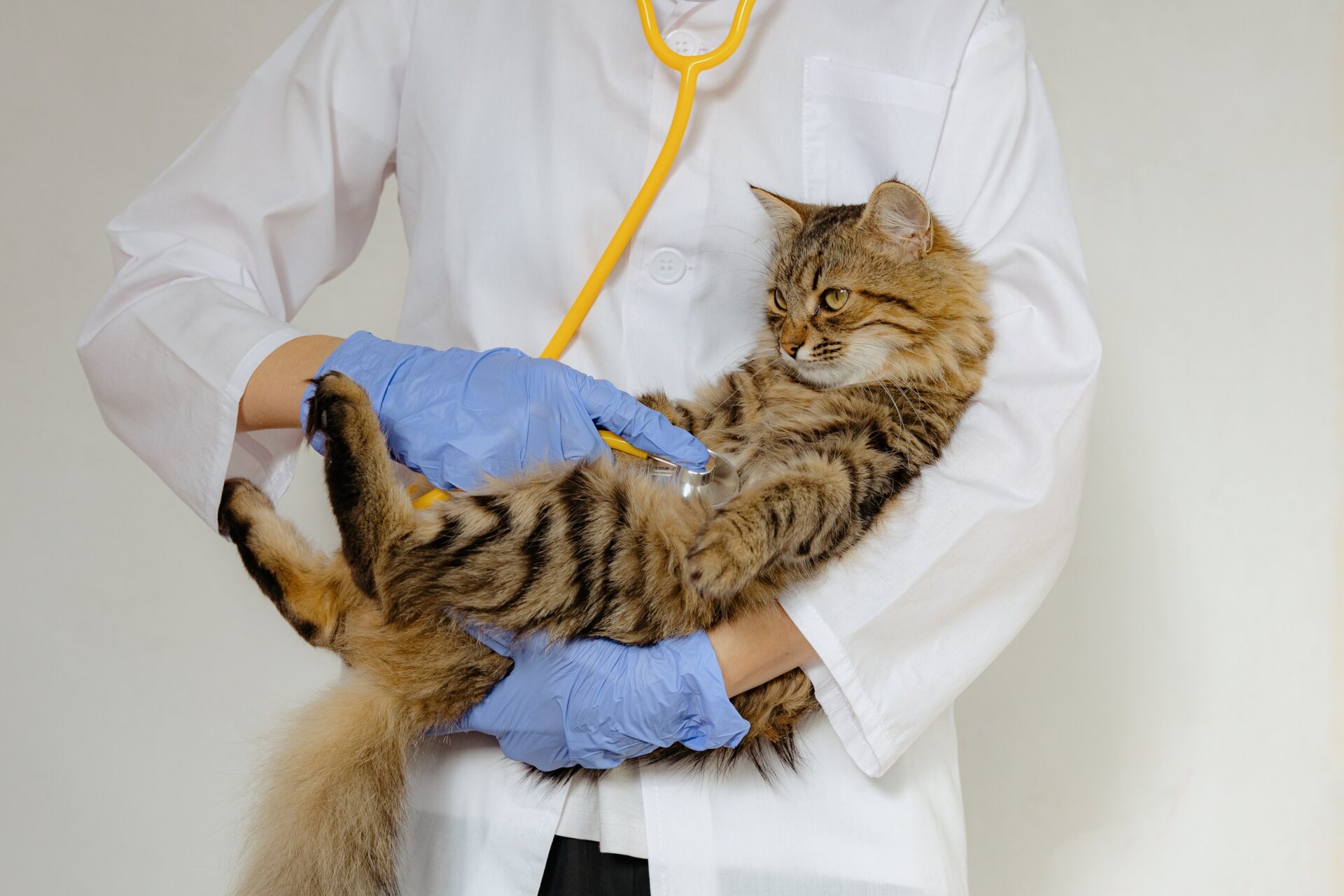 Amber Vet|Chronic Heart Disease Treatment for Dogs & Cats in Singapore