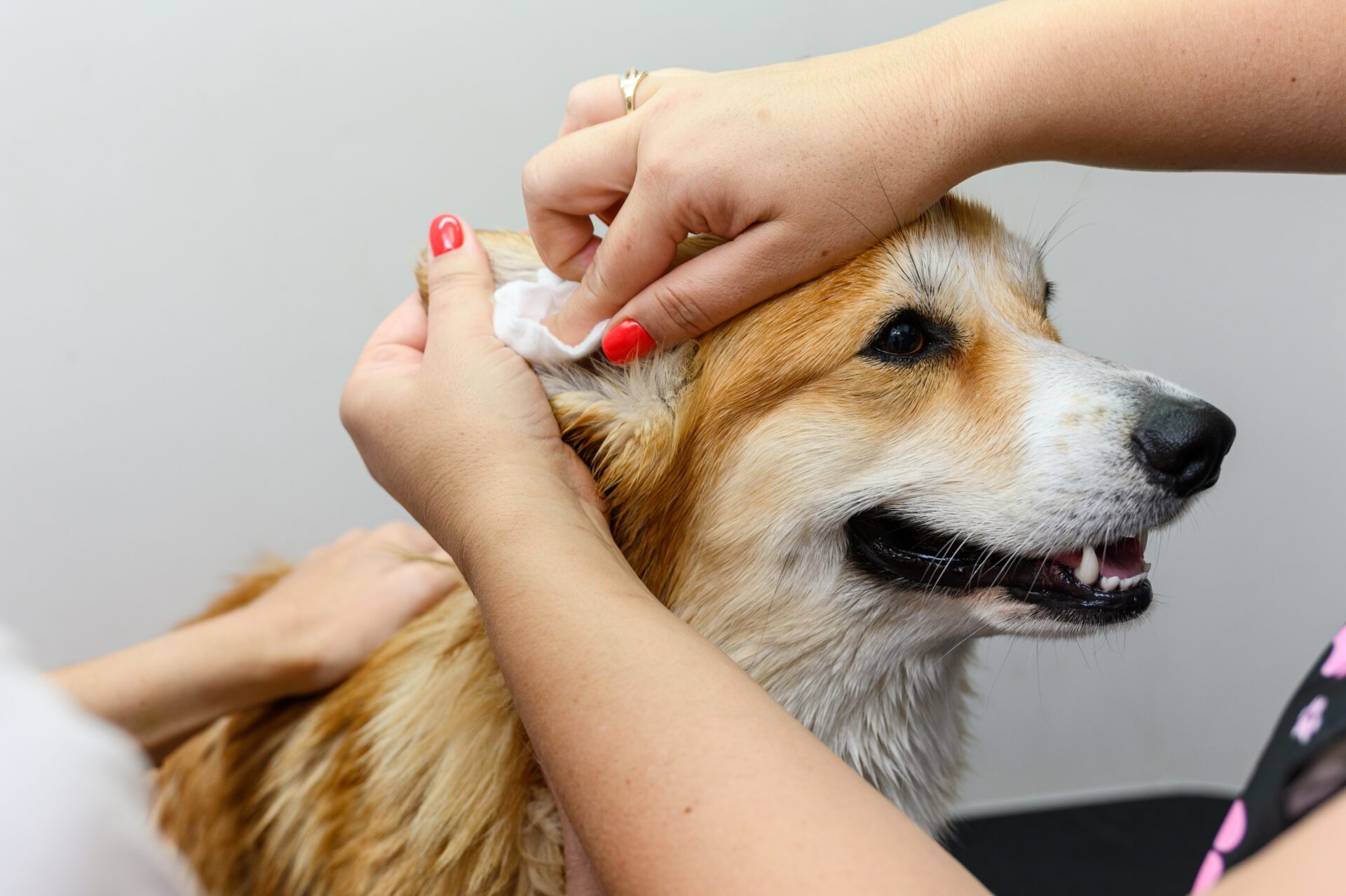 Amber Vet|Ear Infection in Dogs and Cats