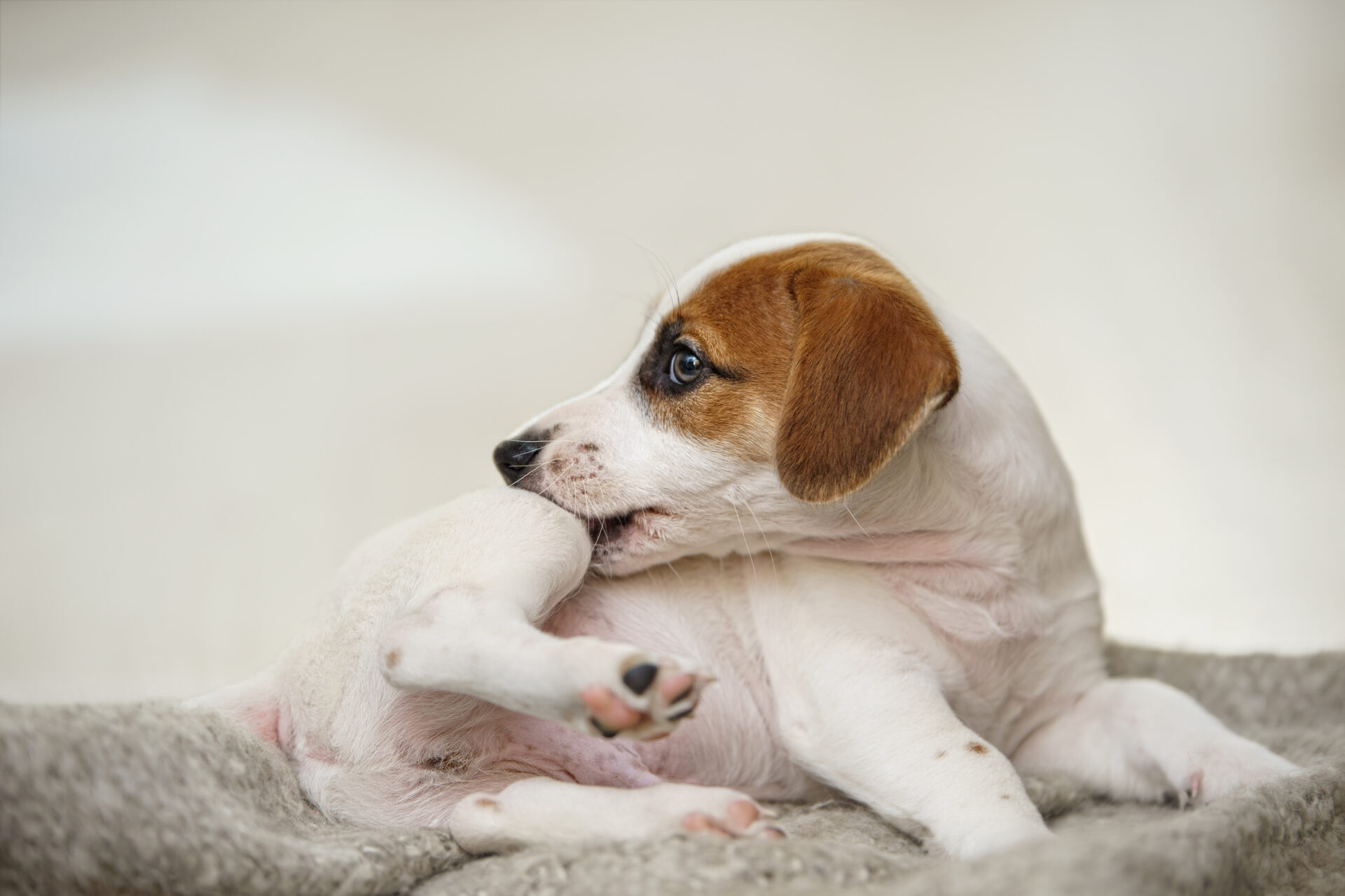 Amber Vet|Skin Allergy in Dogs and Cats