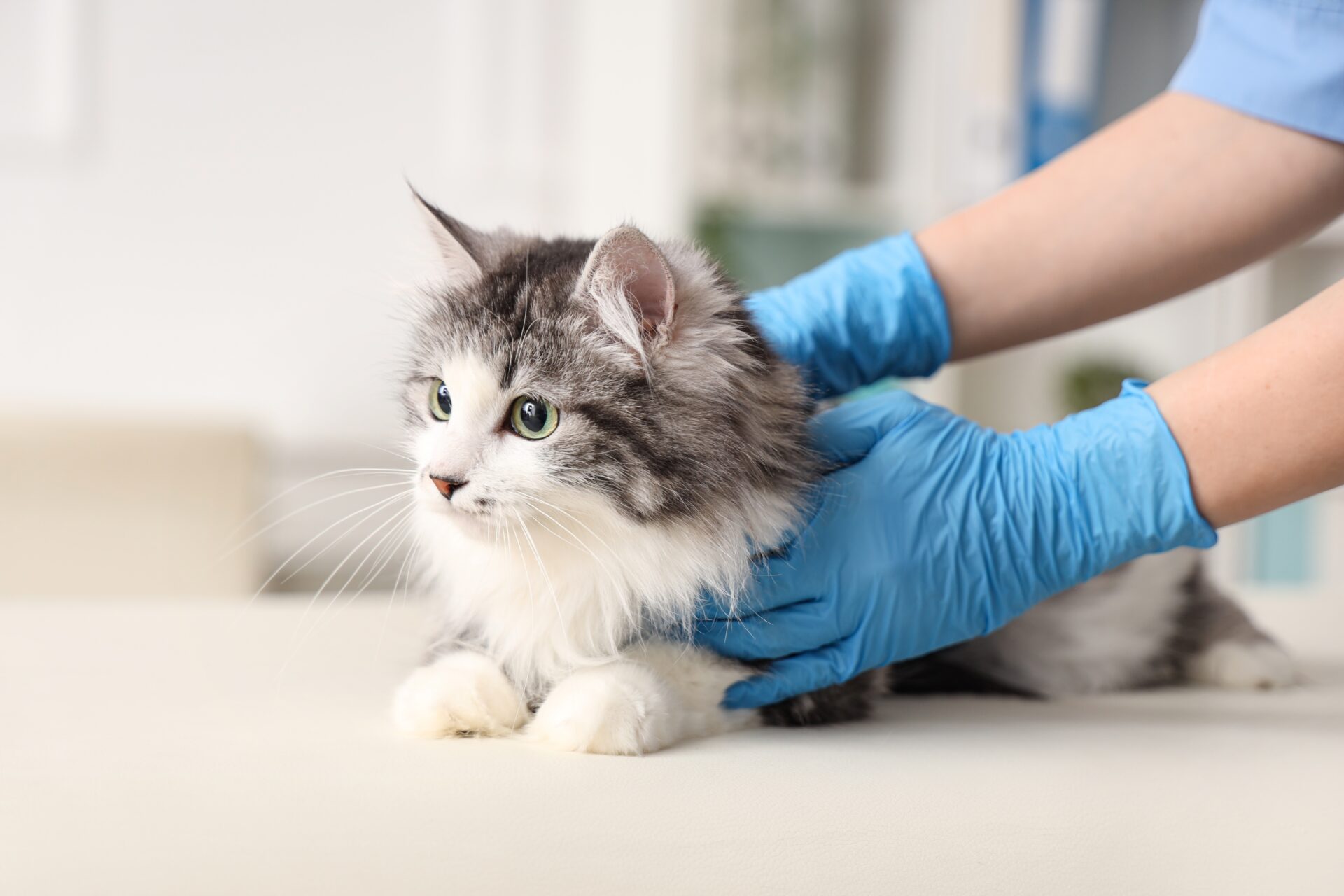 Amber Vet|Jaw, Face, and Oral Surgery for Pets (Maxillofacial Surgery)