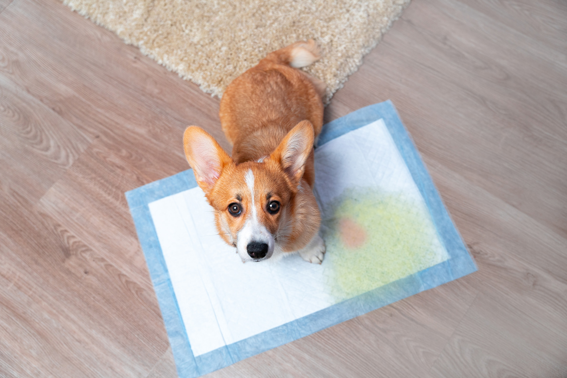 Amber Vet|Blood in Urine (Pee) in Dogs and Cats: Causes, Treatment & When to See a Vet