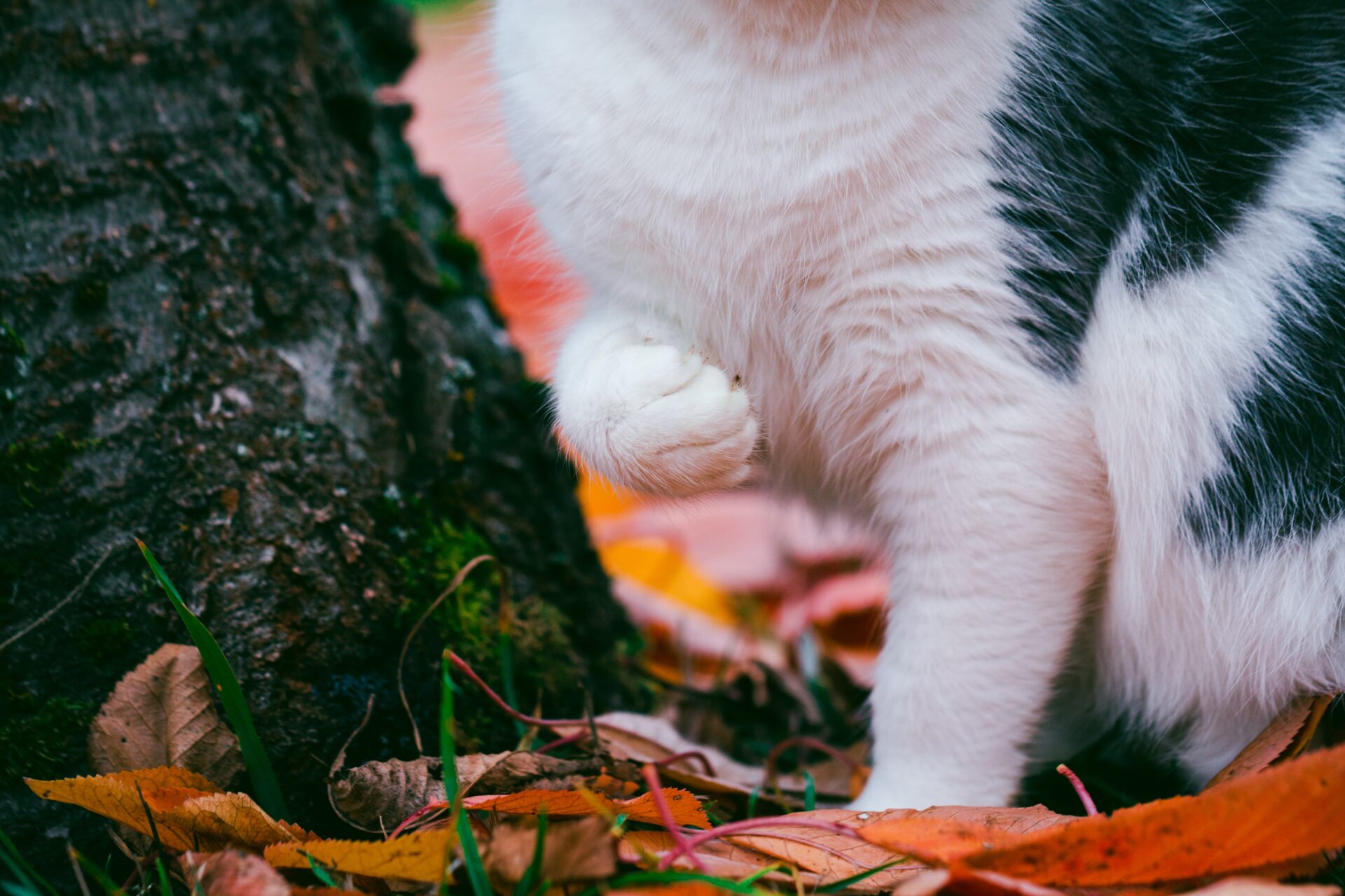 Amber Vet|Limping in Dogs and Cats: Causes, Treatment & When to See a Vet