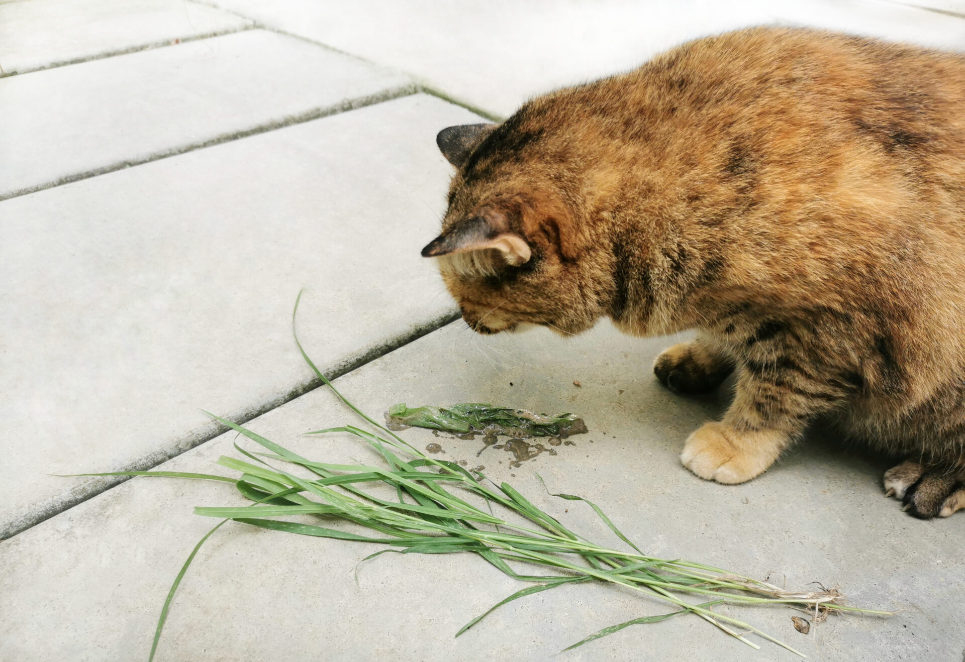 Amber Vet|Vomiting in Dogs and Cats: Causes, Treatment & When to See a Vet