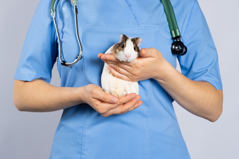 Amber Vet|Guinea Pig Vet in Singapore