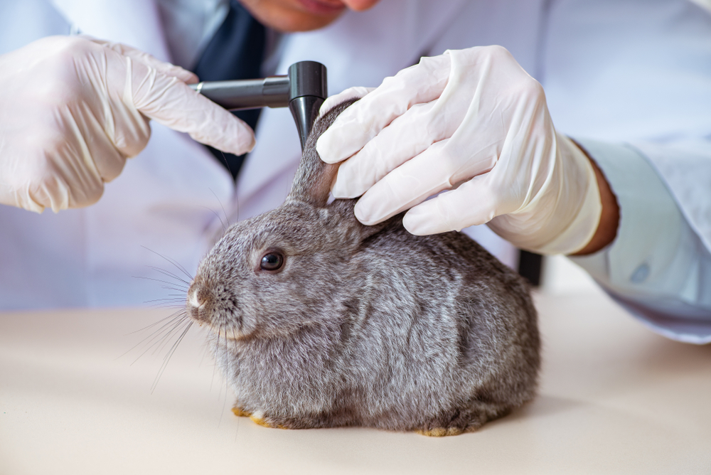 Rabbit Vet in Singapore – Gentle, Stress-Free Care for Your Bunny
