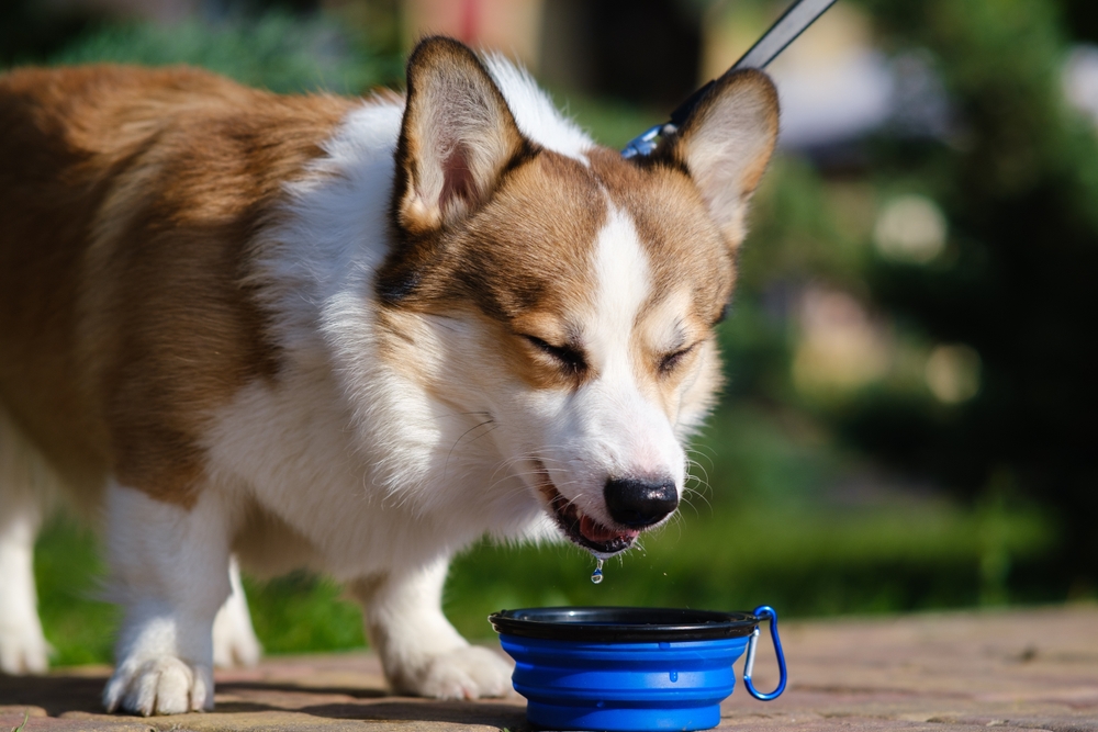 Amber Vet|Chronic Kidney Disease Treatment in Dogs & Cats in Singapore