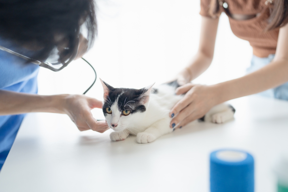 Amber Vet|Liver Disease Treatment in Dogs & Cats in Singapore