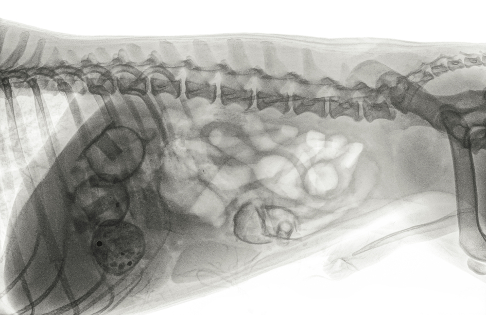 Amber Vet|Foreign Body Removal in Dogs & Cats in Singapore