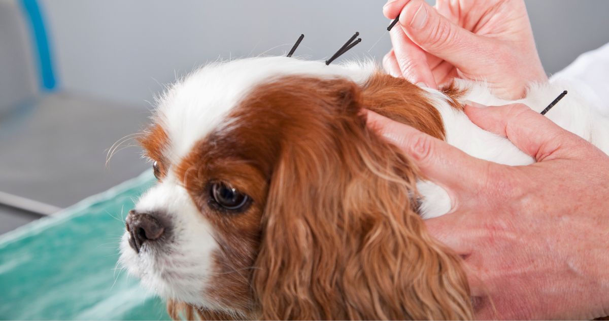 Amber Vet | How Often Should I Bring My Dog to the Vet? (Singapore Pet Wellness Guide) dog getting acupuncture
