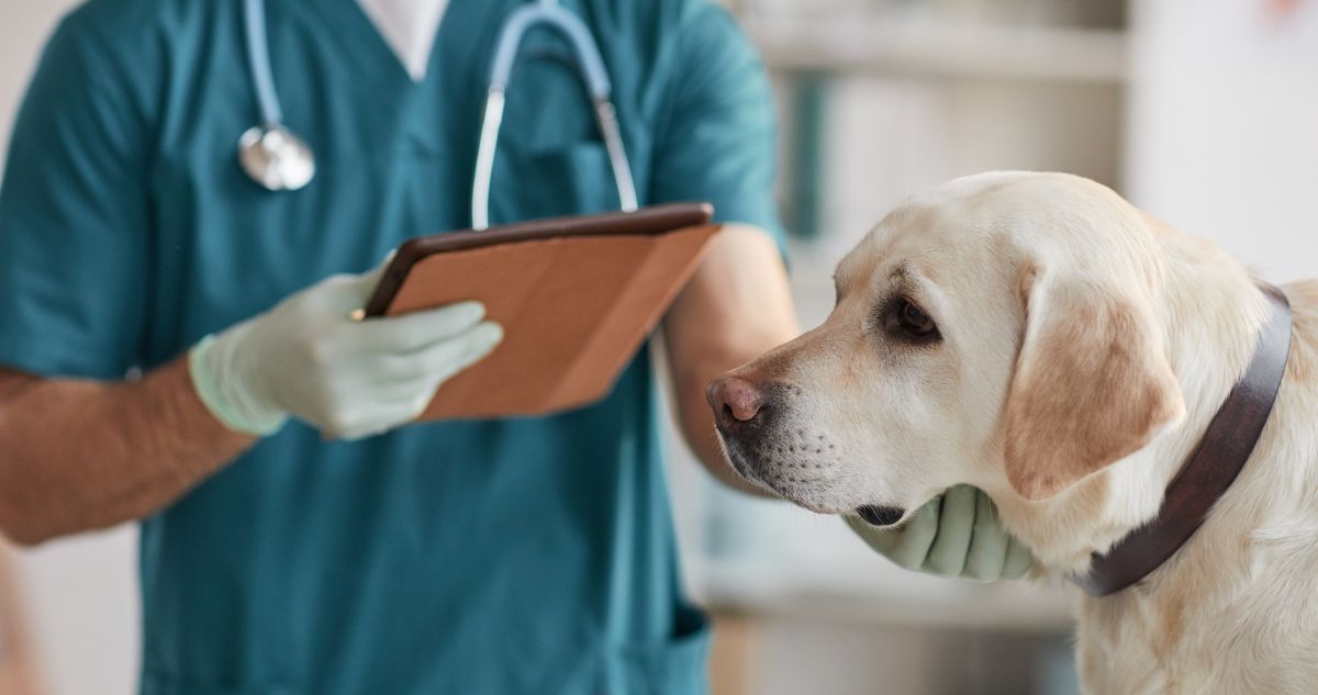 Amber Vet | What Should I Do If My Dog Ate Chocolate? (Vet Guide by Amber Vet Singapore) dog at a vet clinic