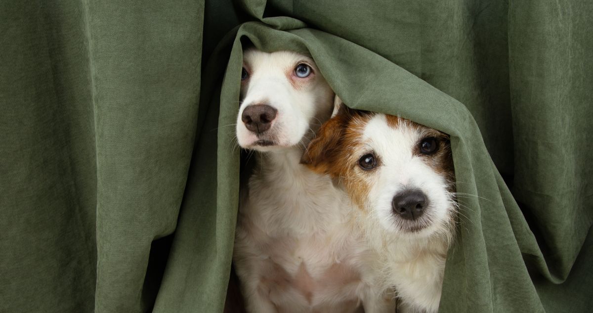 dogs hiding under curtain