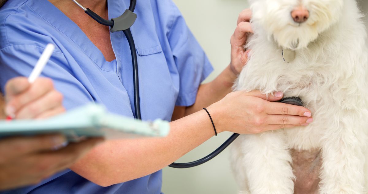 Amber Vet | How Often Should I Bring My Dog to the Vet? (Singapore Pet Wellness Guide) vet putting stethoscope on dog