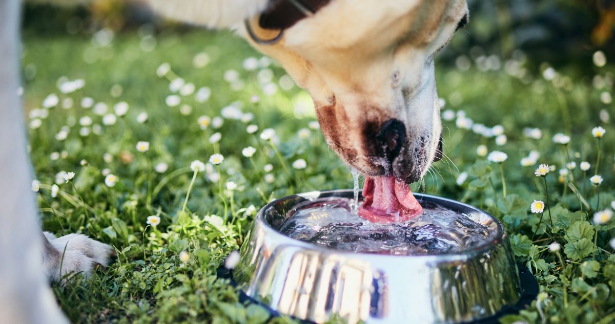 Amber Vet | Why Is My Dog Panting So Much? (Normal vs Serious Causes Explained by a Vet in Singapore) dog drinking water from dog bowl