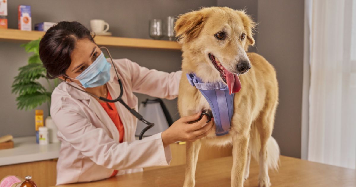 Amber Vet | What Should I Do If My Dog Ate Chocolate? (Vet Guide by Amber Vet Singapore) vet checking on dog